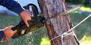 Trusted Yorketown, NJ Tree Removal and Landscaping Services Experts